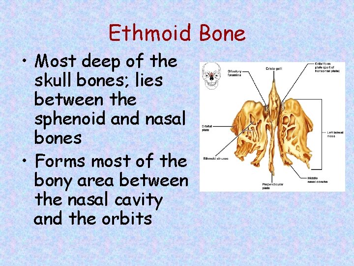 Ethmoid Bone • Most deep of the skull bones; lies between the sphenoid and