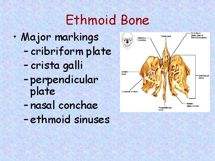 Ethmoid Bone • Major markings – cribriform plate – crista galli – perpendicular plate