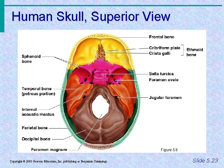 Human Skull, Superior View Figure 5. 8 Copyright © 2003 Pearson Education, Inc. publishing