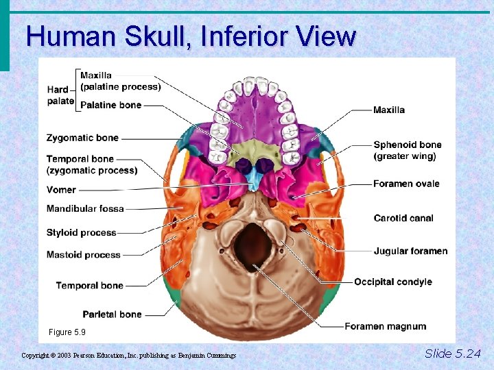 Human Skull, Inferior View Figure 5. 9 Copyright © 2003 Pearson Education, Inc. publishing