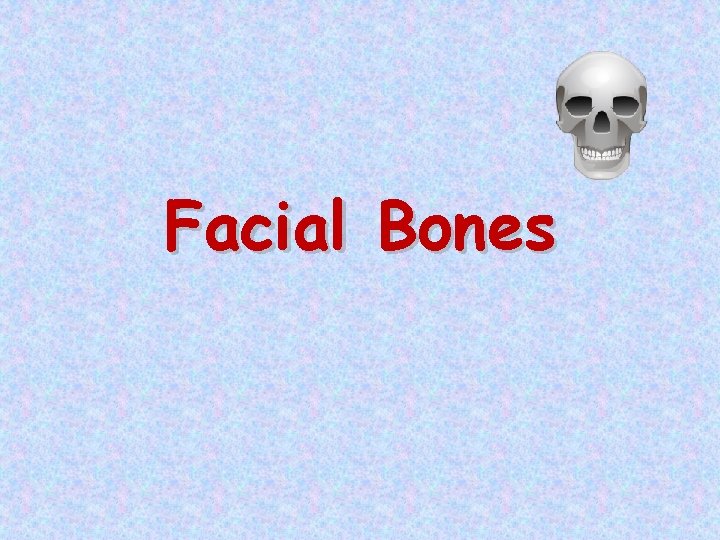 Facial Bones 