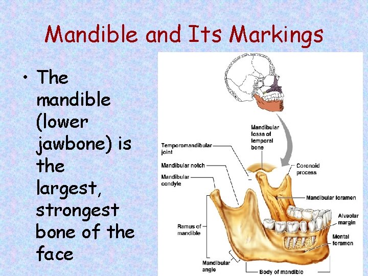 Mandible and Its Markings • The mandible (lower jawbone) is the largest, strongest bone