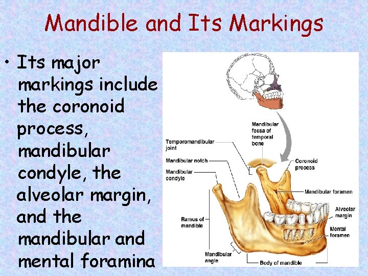 Mandible and Its Markings • Its major markings include the coronoid process, mandibular condyle,