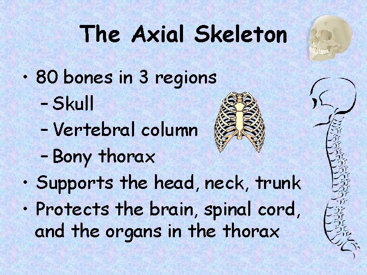 The Axial Skeleton • 80 bones in 3 regions – Skull – Vertebral column