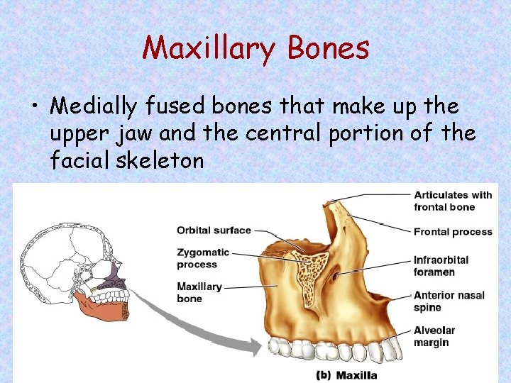 Maxillary Bones • Medially fused bones that make up the upper jaw and the