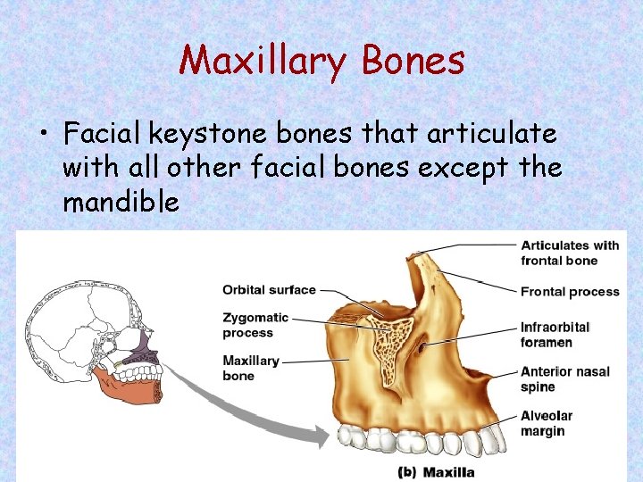 Maxillary Bones • Facial keystone bones that articulate with all other facial bones except