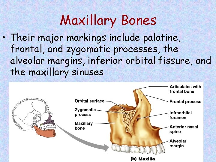 Maxillary Bones • Their major markings include palatine, frontal, and zygomatic processes, the alveolar