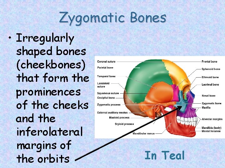 Zygomatic Bones • Irregularly shaped bones (cheekbones) that form the prominences of the cheeks