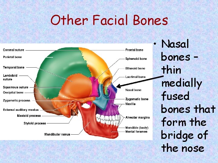 Other Facial Bones • Nasal bones – thin medially fused bones that form the