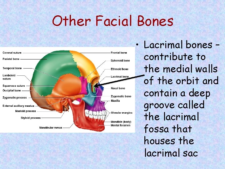 Other Facial Bones • Lacrimal bones – contribute to the medial walls of the