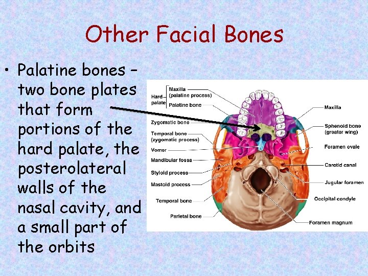 Other Facial Bones • Palatine bones – two bone plates that form portions of