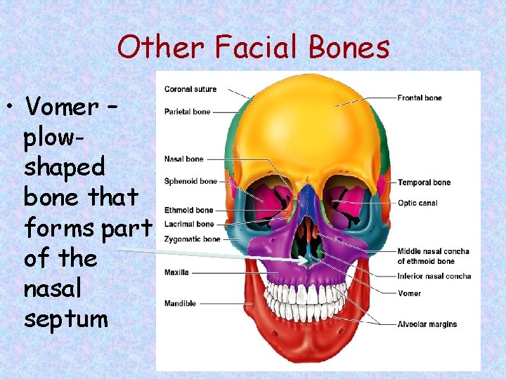 Other Facial Bones • Vomer – plowshaped bone that forms part of the nasal
