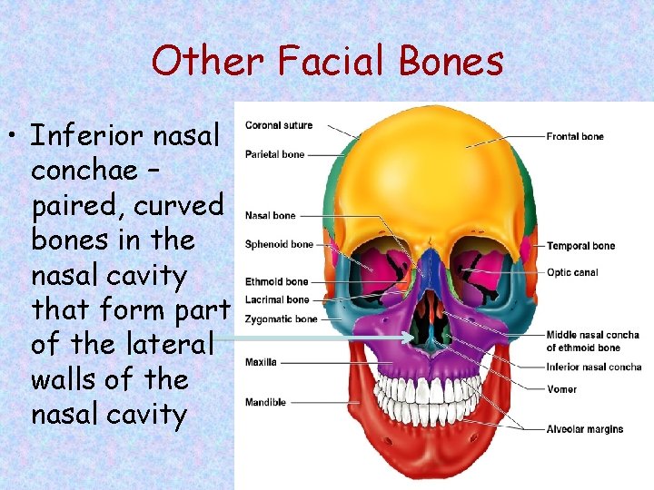 Other Facial Bones • Inferior nasal conchae – paired, curved bones in the nasal