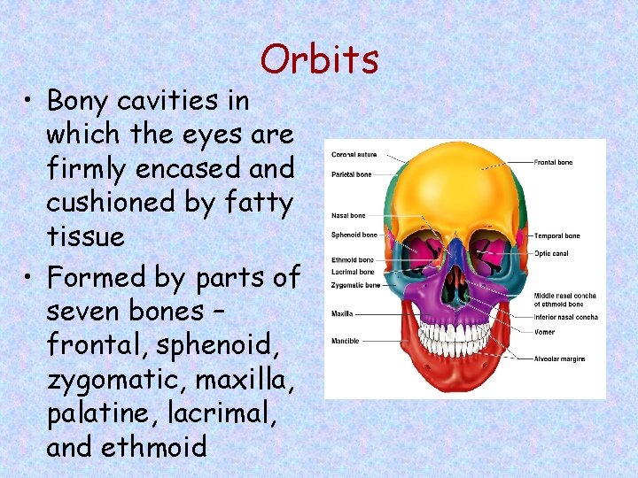 Orbits • Bony cavities in which the eyes are firmly encased and cushioned by
