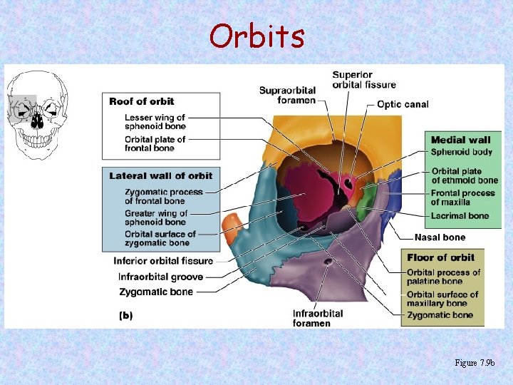 Orbits Figure 7. 9 b 