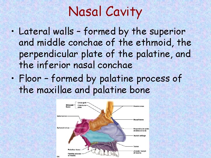 Nasal Cavity • Lateral walls – formed by the superior and middle conchae of