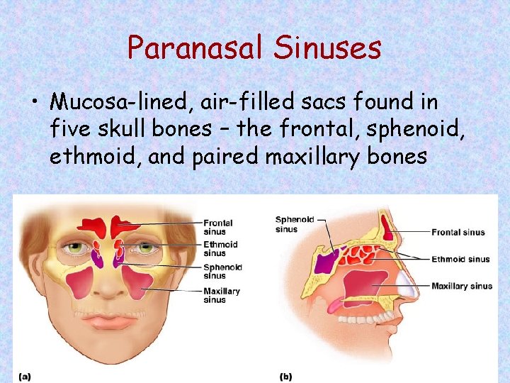 Paranasal Sinuses • Mucosa-lined, air-filled sacs found in five skull bones – the frontal,