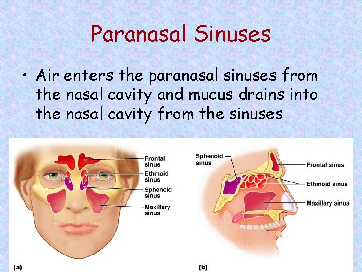 Paranasal Sinuses • Air enters the paranasal sinuses from the nasal cavity and mucus