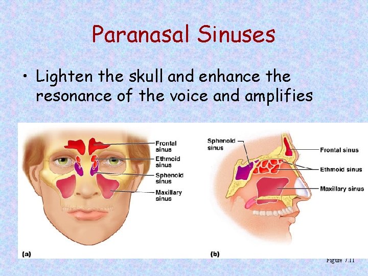 Paranasal Sinuses • Lighten the skull and enhance the resonance of the voice and