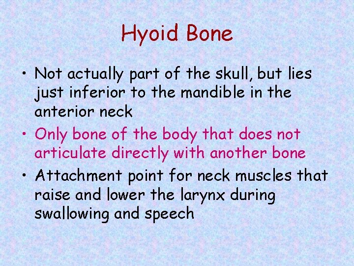 Hyoid Bone • Not actually part of the skull, but lies just inferior to