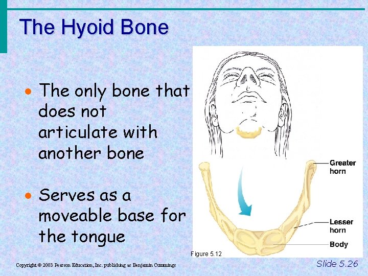 The Hyoid Bone · The only bone that does not articulate with another bone