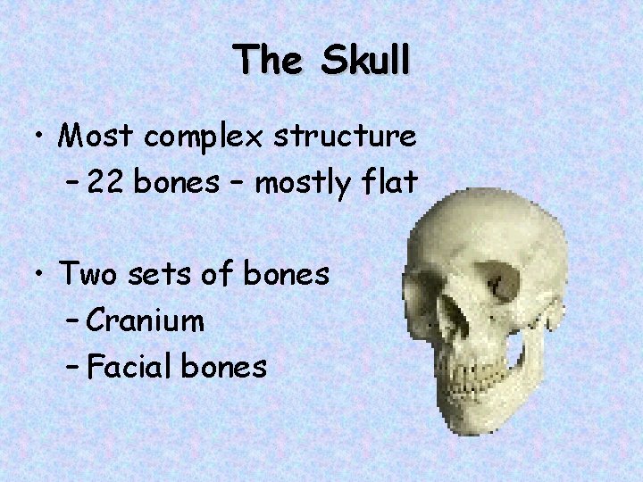 The Skull • Most complex structure – 22 bones – mostly flat • Two
