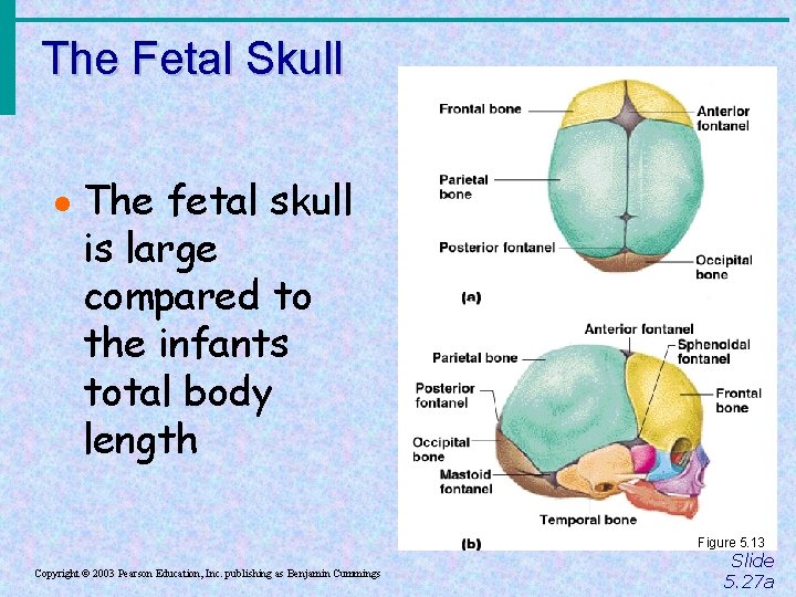 The Fetal Skull · The fetal skull is large compared to the infants total