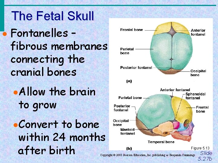 The Fetal Skull · Fontanelles – fibrous membranes connecting the cranial bones · Allow