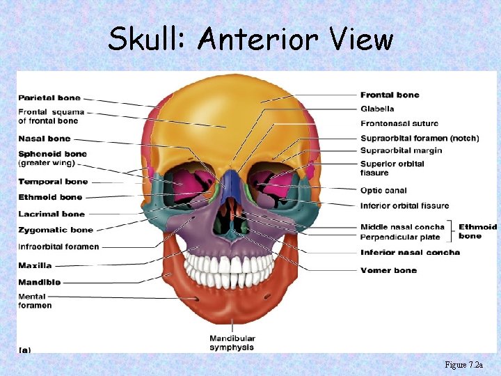 Skull: Anterior View Figure 7. 2 a 