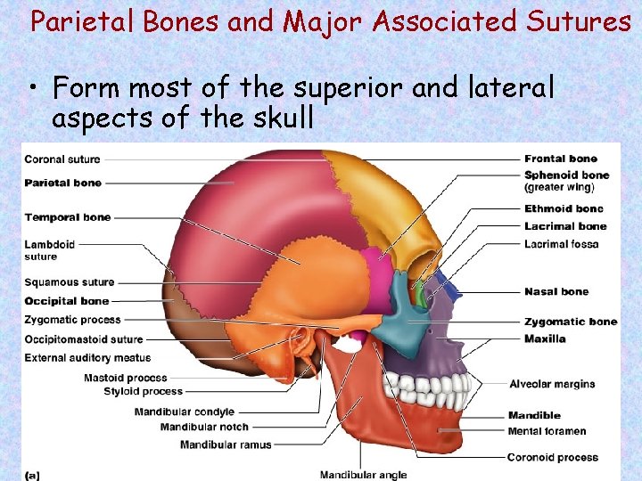 Parietal Bones and Major Associated Sutures • Form most of the superior and lateral