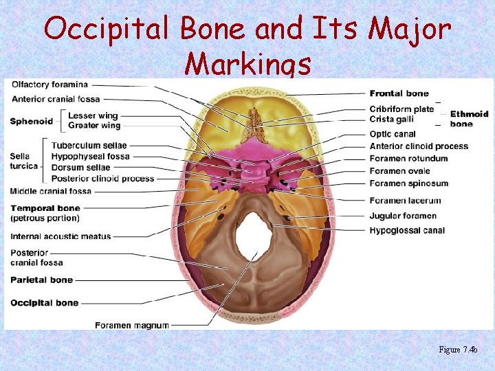 Occipital Bone and Its Major Markings Figure 7. 4 b 