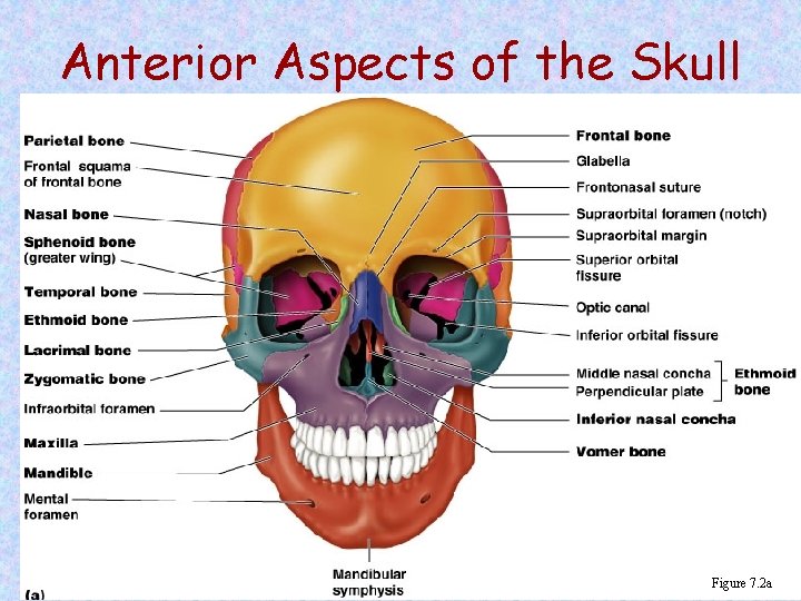Anterior Aspects of the Skull Figure 7. 2 a 