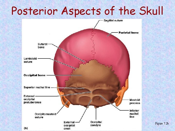 Posterior Aspects of the Skull Figure 7. 2 b 