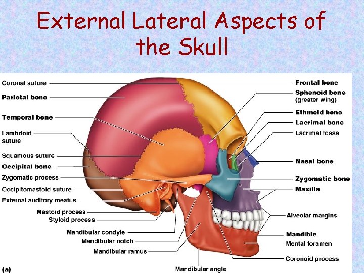 External Lateral Aspects of the Skull Figure 7. 3 a 