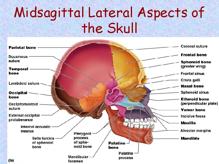 Midsagittal Lateral Aspects of the Skull Figure 7. 3 b 