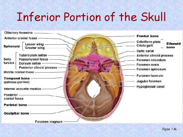 Inferior Portion of the Skull Figure 7. 4 b 