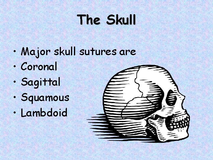 The Skull • • • Major skull sutures are Coronal Sagittal Squamous Lambdoid 