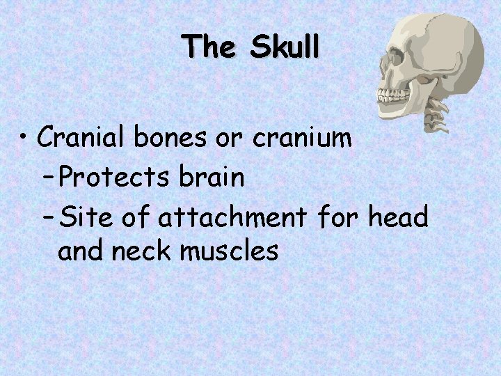 The Skull • Cranial bones or cranium – Protects brain – Site of attachment