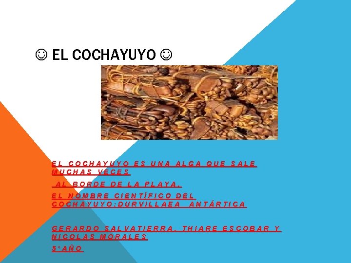  EL COCHAYUYO ES UNA ALGA QUE SALE MUCHAS VECES AL BORDE DE LA