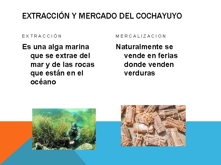 EXTRACCIÓN Y MERCADO DEL COCHAYUYO EXTRACCIÓN MERCALIZACION Es una alga marina que se extrae
