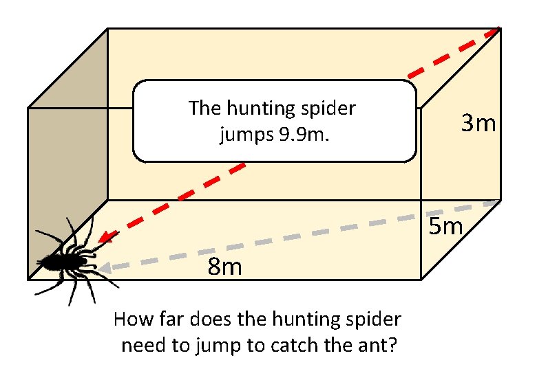 The hunting spider I saw a spider my room… jumps in 9. 9 m.