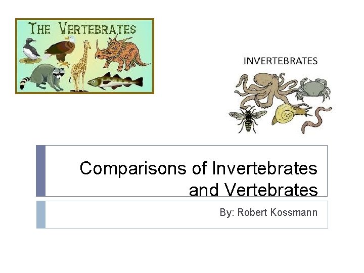 Comparisons of Invertebrates and Vertebrates By: Robert Kossmann 