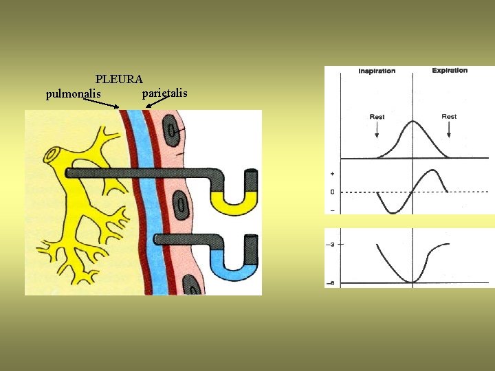 PLEURA parietalis pulmonalis 