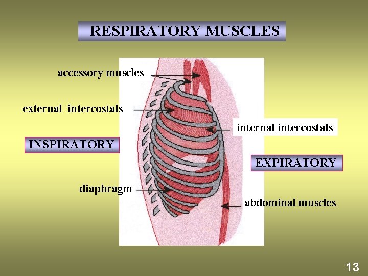 RESPIRATORY MUSCLES accessory muscles external intercostals internal intercostals INSPIRATORY EXPIRATORY diaphragm abdominal muscles 13