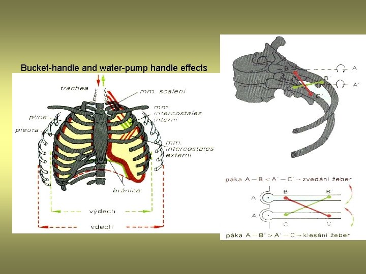 Bucket-handle and water-pump handle effects 