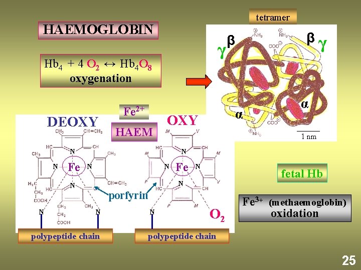 tetramer HAEMOGLOBIN γ Hb 4 + 4 O 2 ↔ Hb 4 O 8