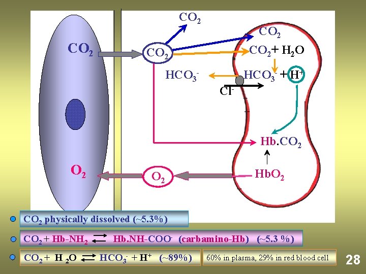 CO 2 CO 2+ H 2 O CO 2 HCO 3 - + H+