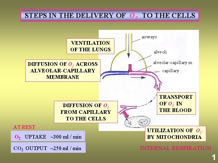 STEPS IN THE DELIVERY OF O 2 TO THE CELLS airways VENTILATION OF THE