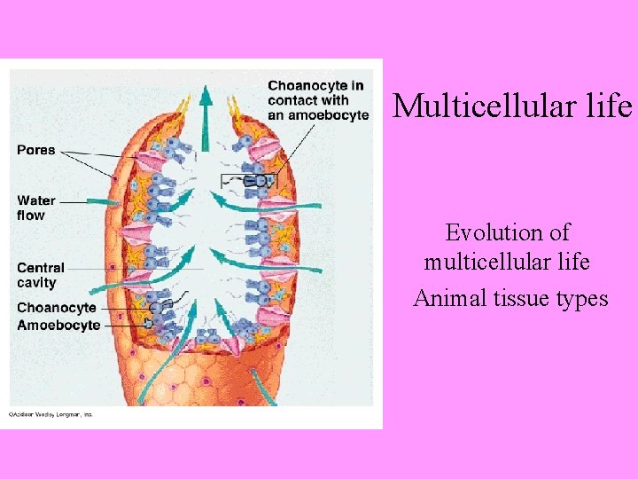 Multicellular life Evolution of multicellular life Animal tissue types 