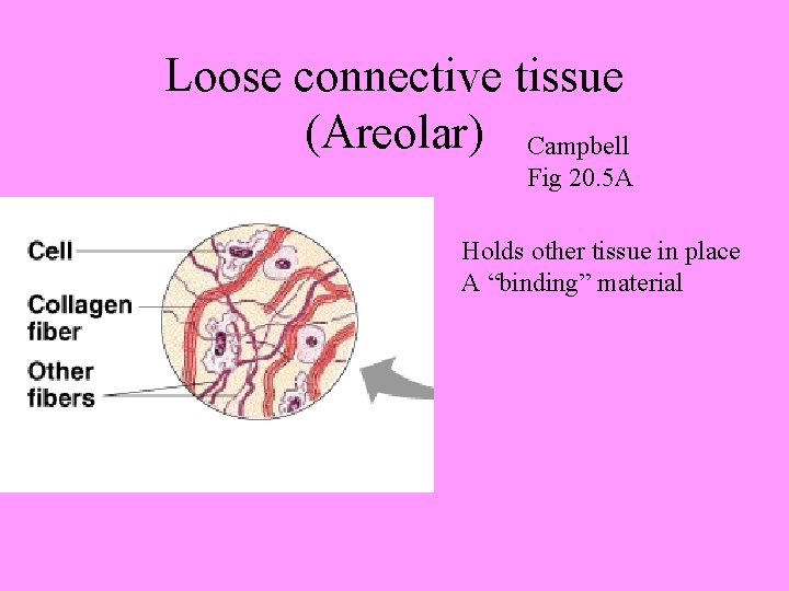 Loose connective tissue (Areolar) Campbell Fig 20. 5 A Holds other tissue in place